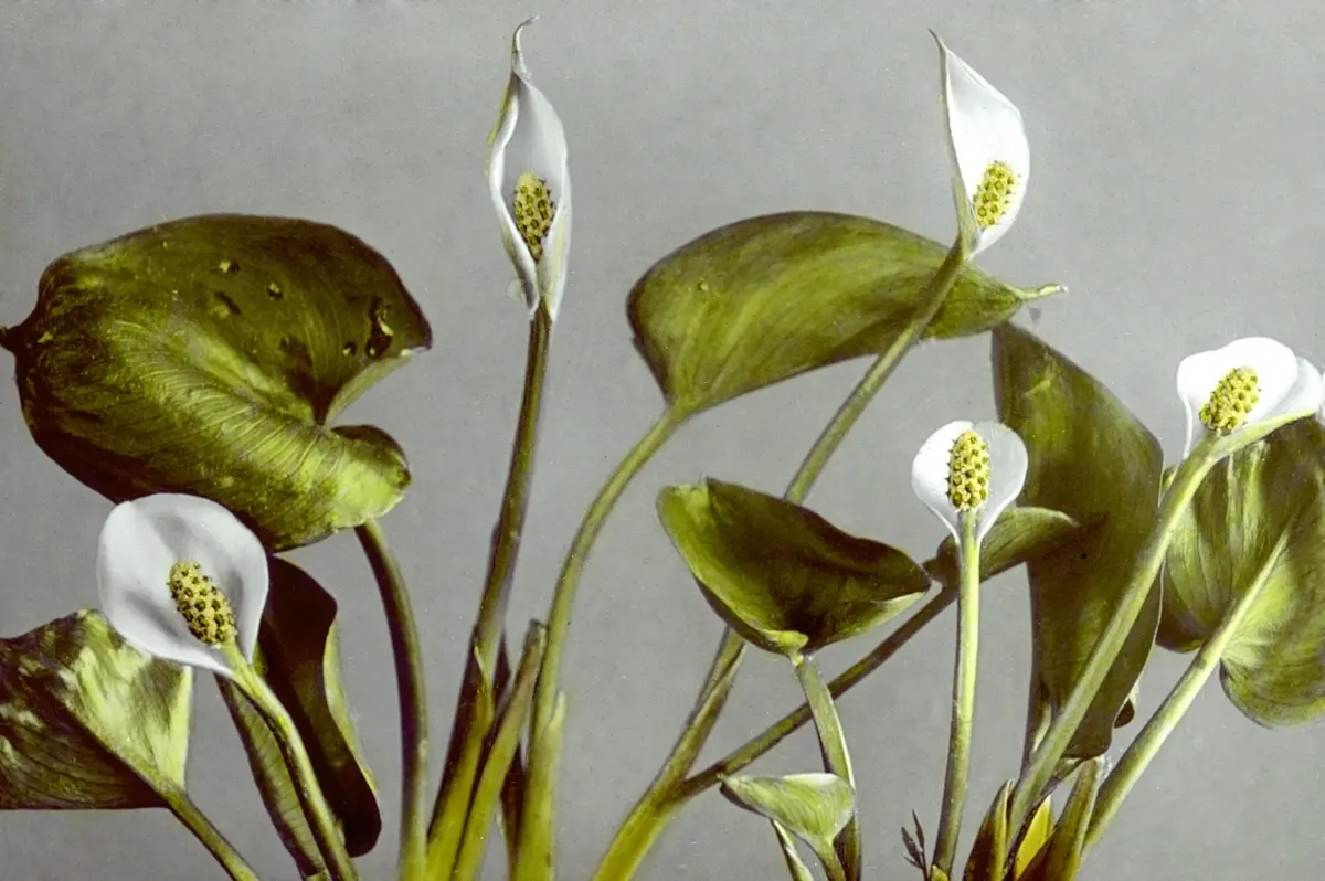 Foto de cerca de flores blancas sobre fondo gris